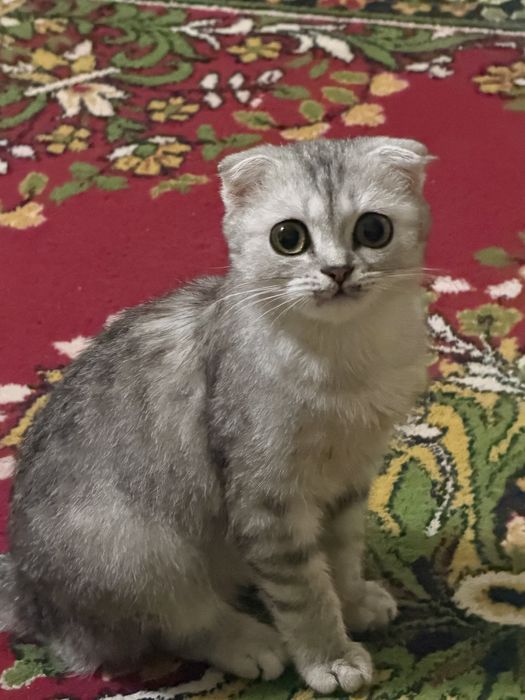 Кошка шотладская