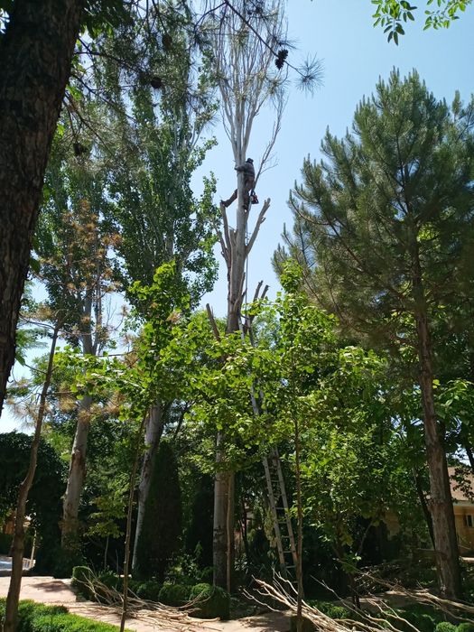 Дарахт кесиш хизмати вывоз веток, досок. Обрезка дерево