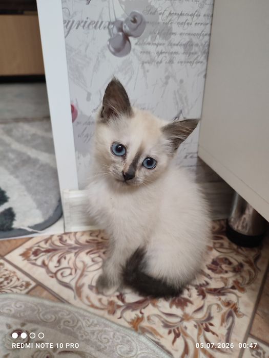 Отдам котят бесплатно