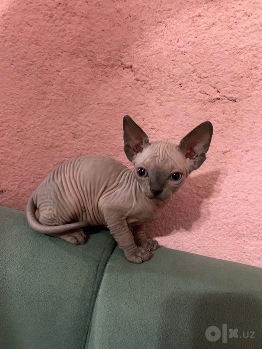 Прощаются котята