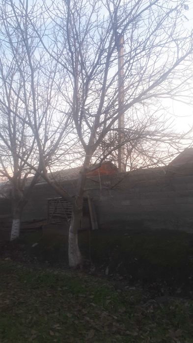 Ёнғоқ дарахти 1 жуфт сотилади