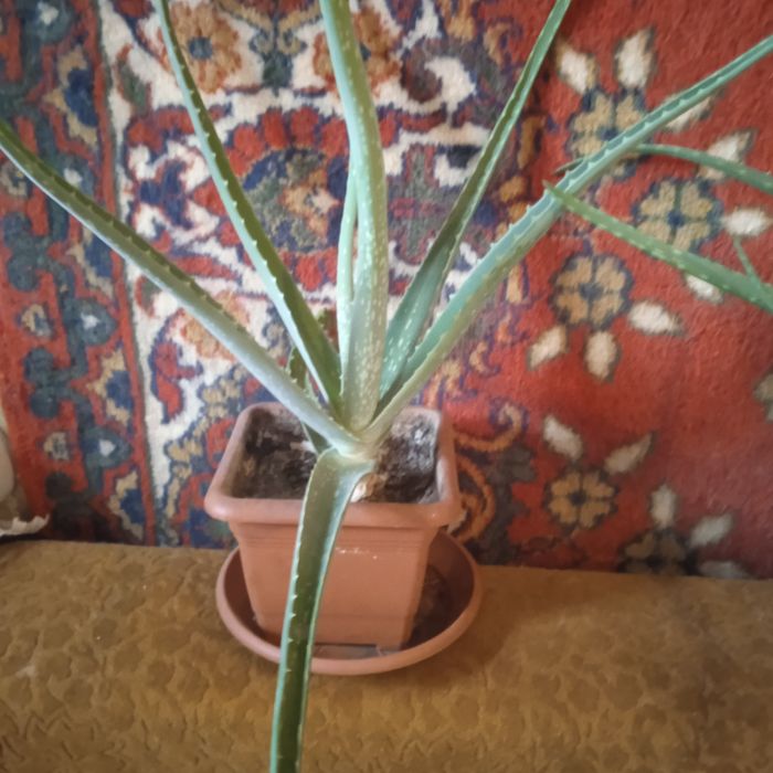 Алое Вера 3 года