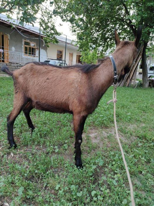 Коза альпийская парода Эчки