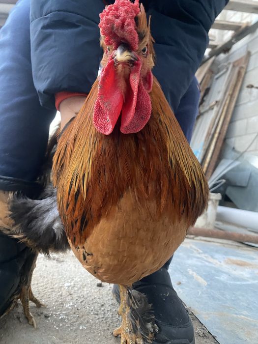 Продаются петухи