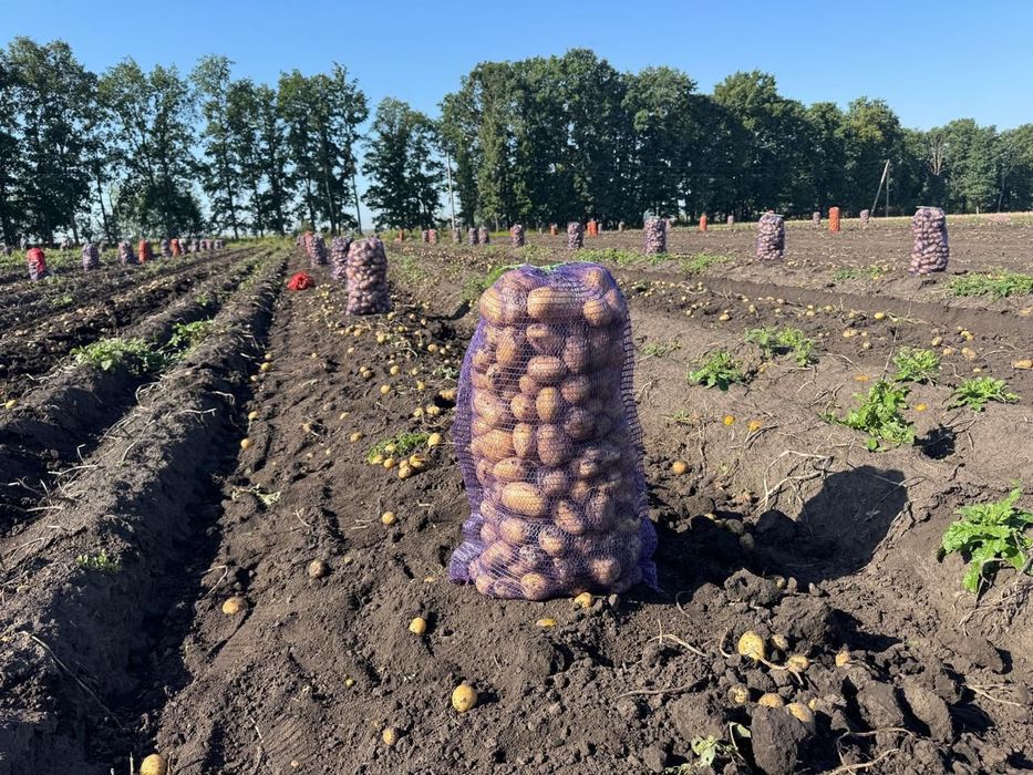 Картофель в Павлодаре