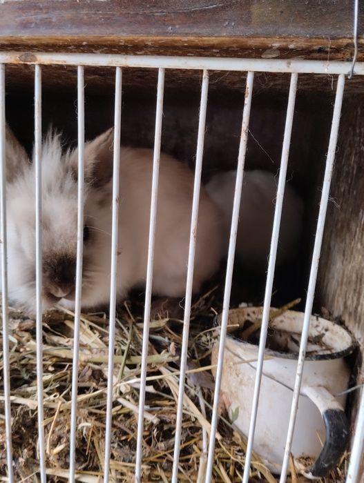 Кролики декаративные