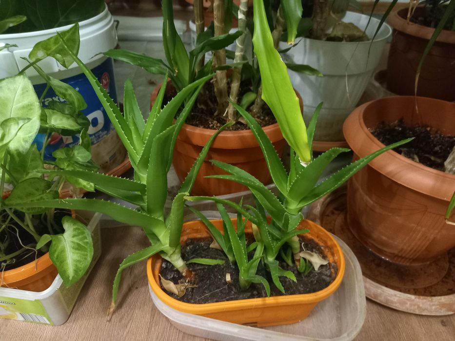 Многогодишен зелен храст. Euonymus japonicus, драцена, лирата,