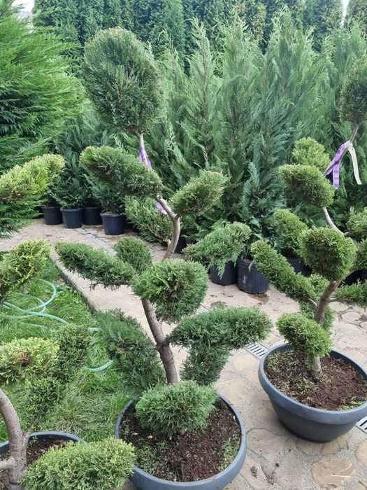 Pin pe picior  tuia leylandi catalpa globulara