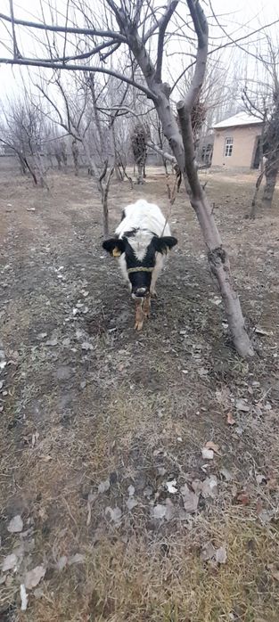 Gunojin sotladi  soglom