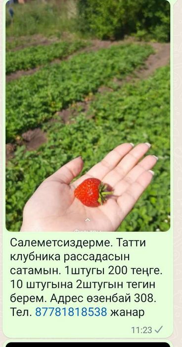 РАССАДЫ Клубнику и землянику