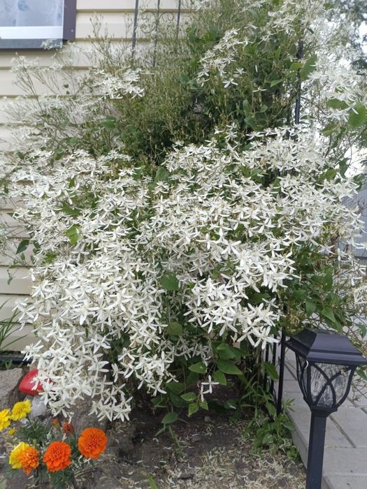 Продается ухоженная дача