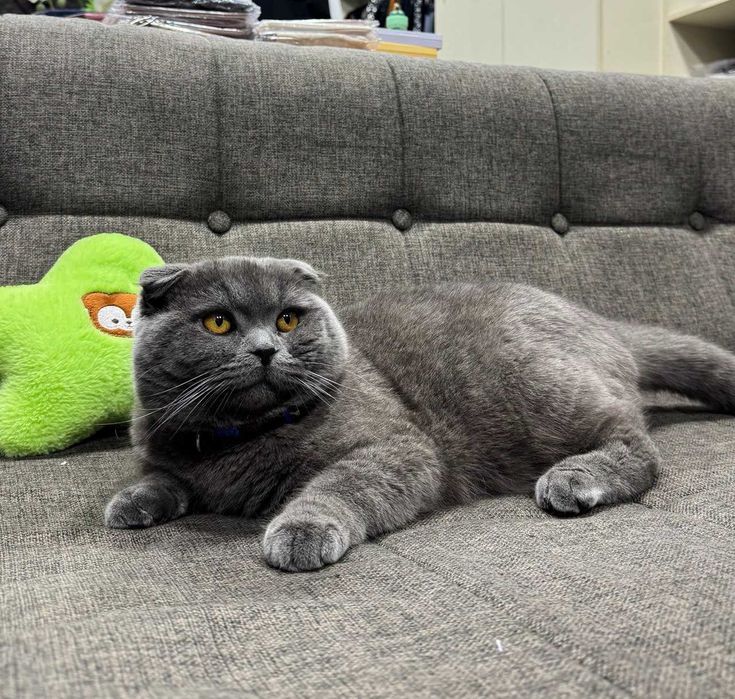 Mushuklar vyazka sotilmidi