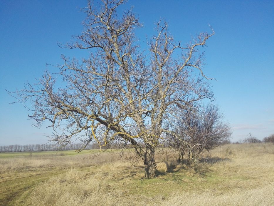 Парцел в регулация