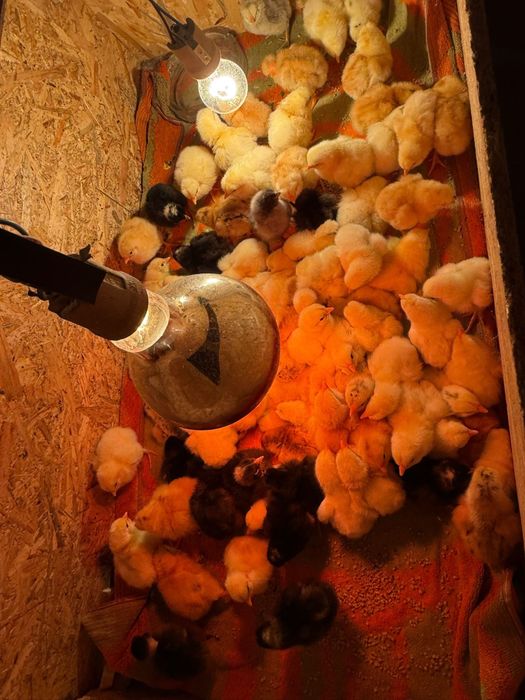 Pui de casa rasa mixta de vanzare.Detalii:0745451136