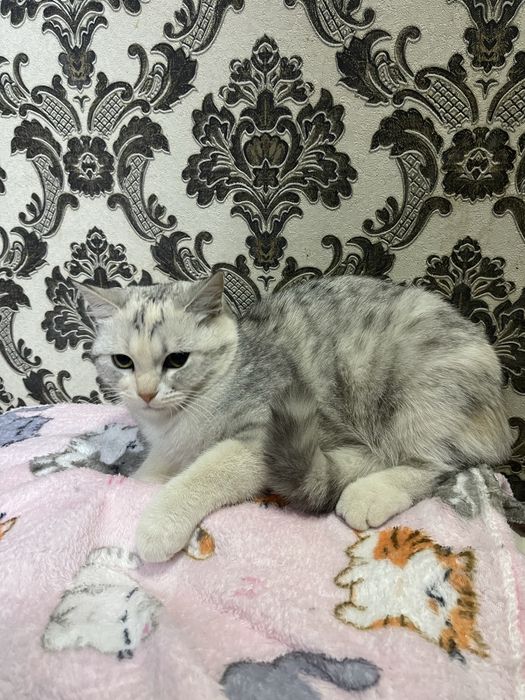 Скотиш страйт серебристий