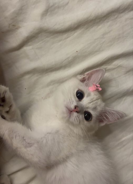 Кошка Шиншила маленькая 1,5 месяц девочка