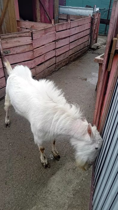 Vand tap sanen sau schimb cu doi miei