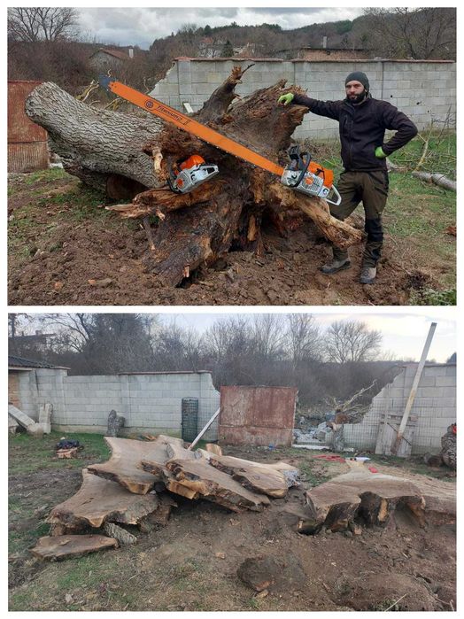 Професионална грижа за дървета, Арборист