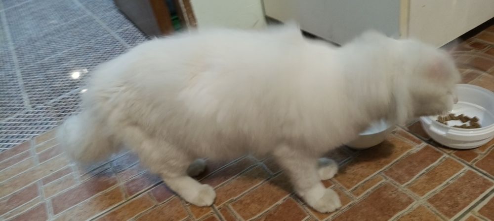 Кошка девочка, порода турецкая ангора