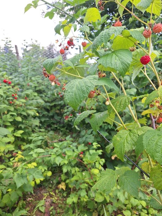 Butasi de mur THORNFREE  si zmeura.