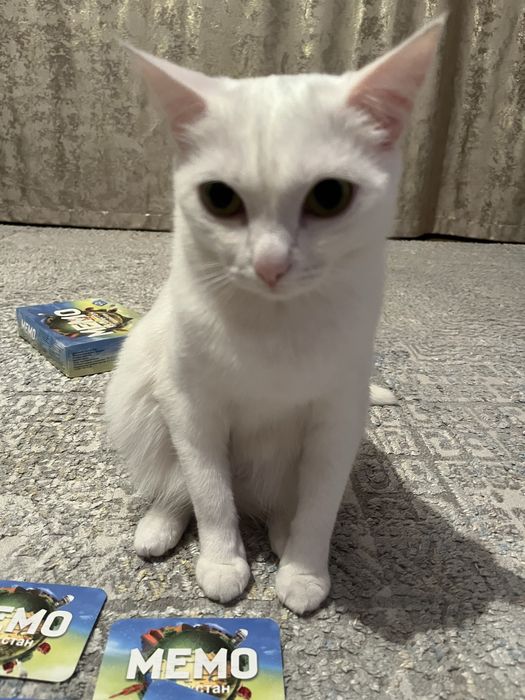 отдам милую кошку