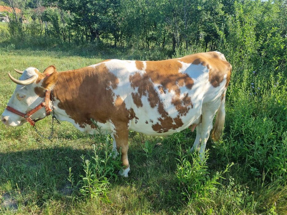 Vand Vaca băltata gestanta