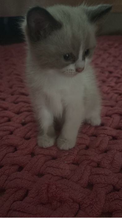 Продам игривых  котят …