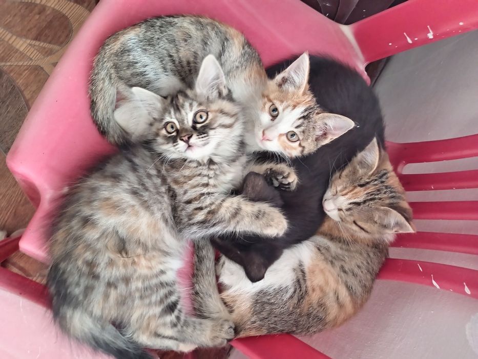 Отдам в хорошие ручки котят