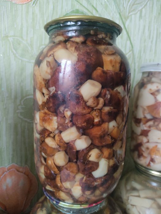 Грибы валуи и грузди