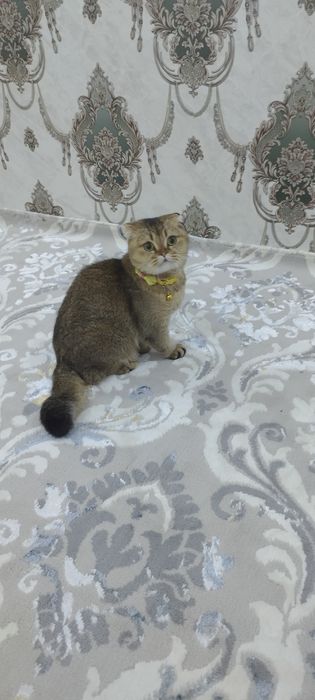 Shatlanddiskiy zalataya shinshila