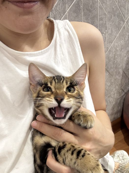 Продам котенка 5 месяцев