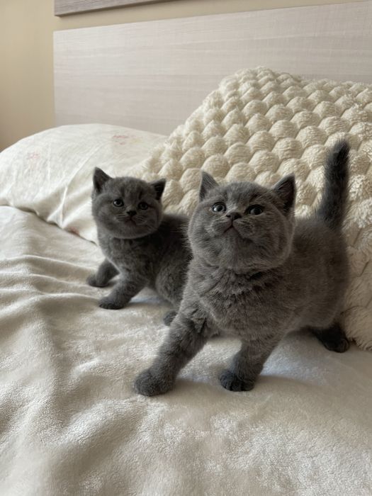 Британска късокосместа/ Шотландска клепоуха