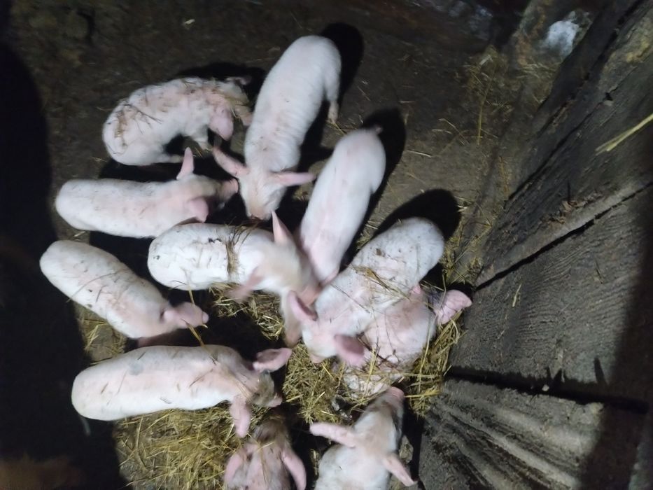 Продам месячных поросят