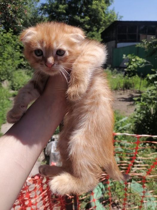 Отдам котят в очень хорошие руки