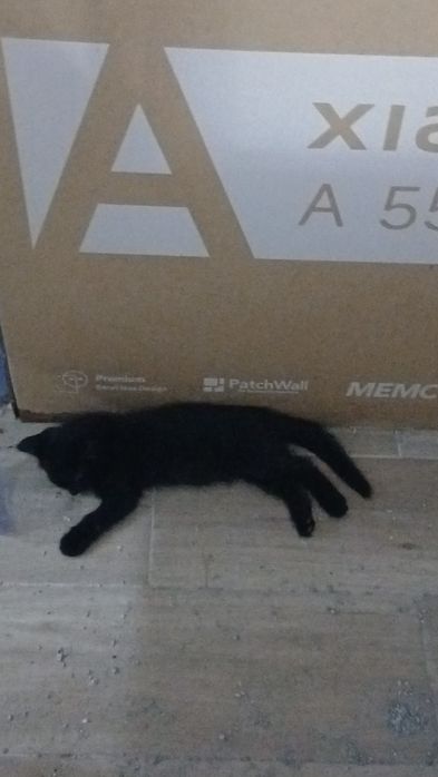 Отдам маленького котёнка