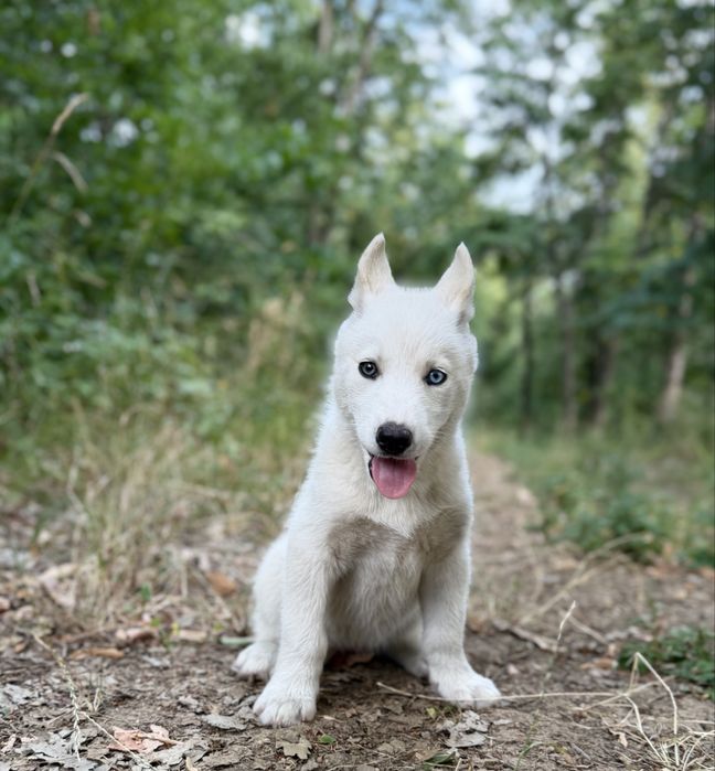 Femela husky siberian!