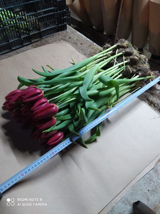 Оптом  тюльпаны и розницу