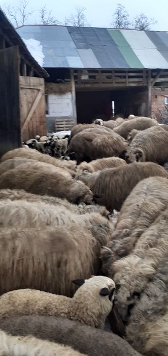 Oi fătate 10-15 bucăți