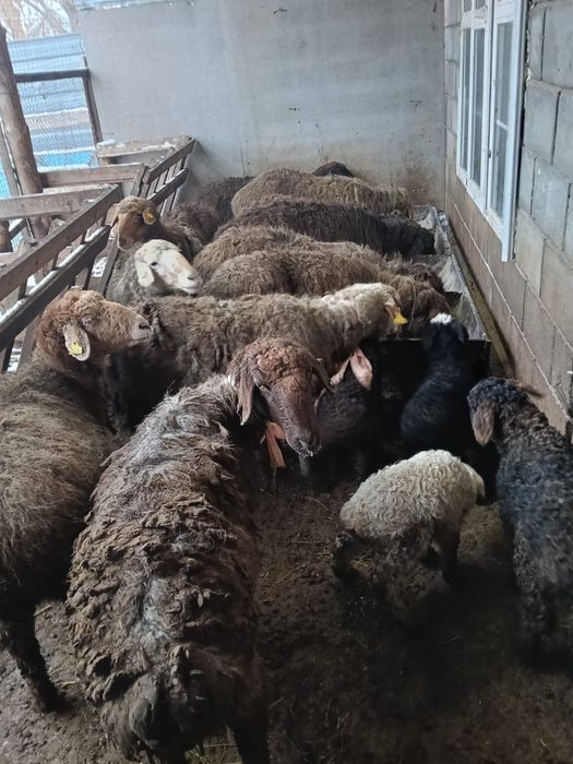 Продам Баранов с Ягнятами