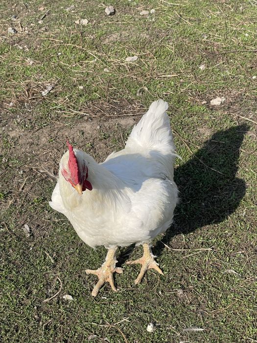 продам петухиииии