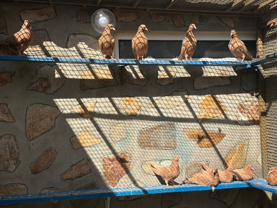 Гълаби неврени и лимонки