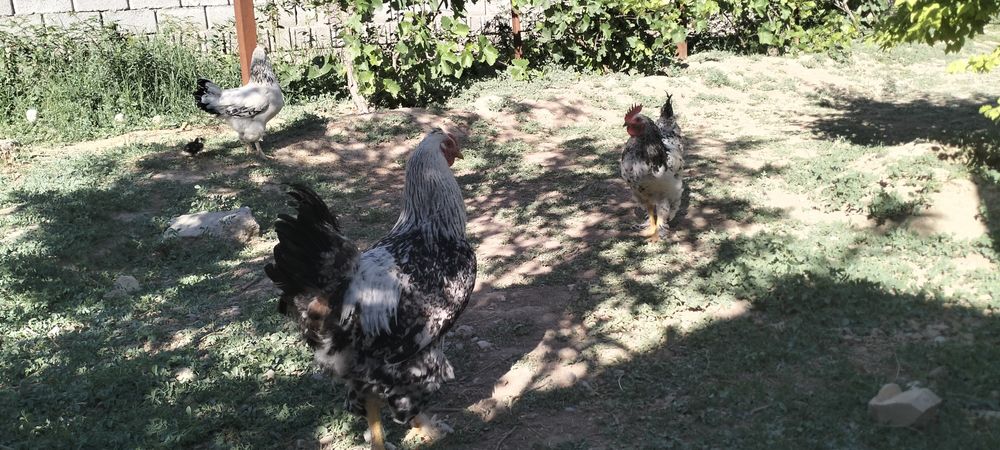 Сату қораз қолдың