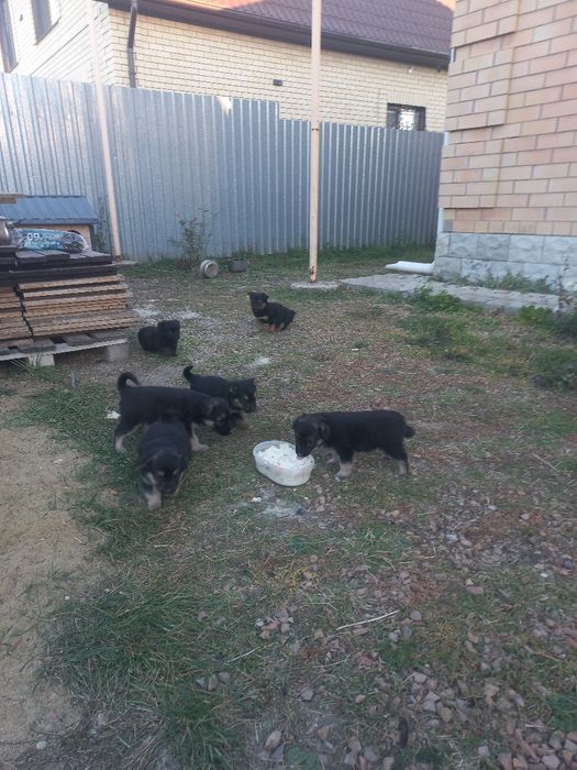 Щенки дворовой породы