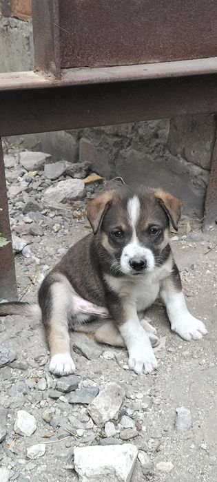Щенки срочно, ищут дом, есть мальчики и девочки!!! Щенкам  ровно месяц