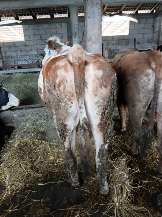 Vand vaca gestanta de 8 luni