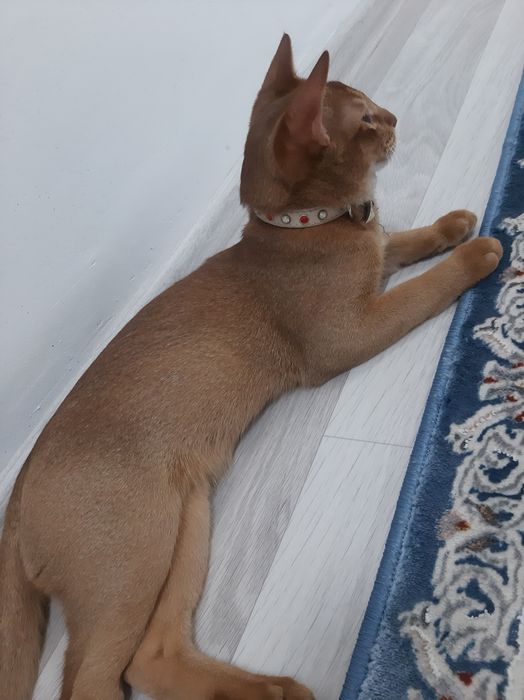 Котёнок абиссинец