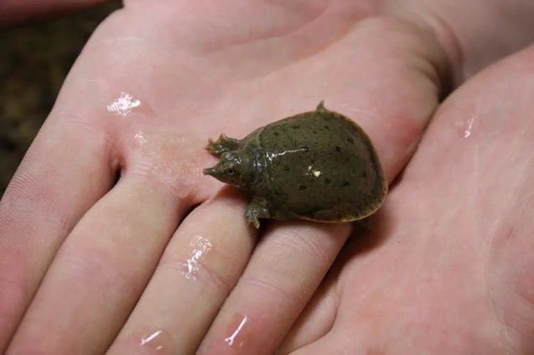 Черепашка Трионикс