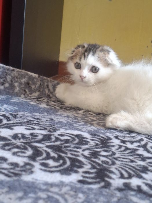 Продаётся котёнок