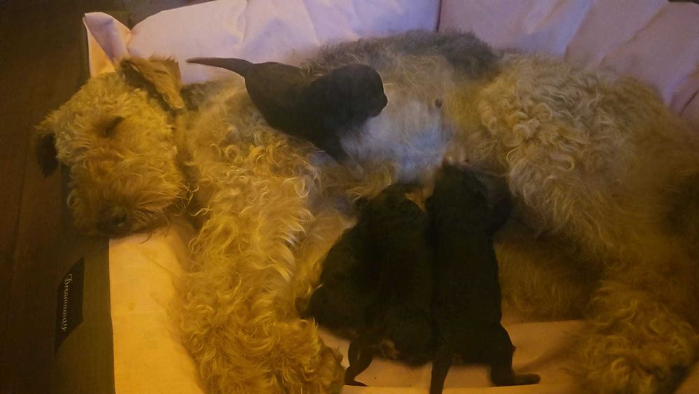 pui Airedale Terrrier cu pedigree de excepție
