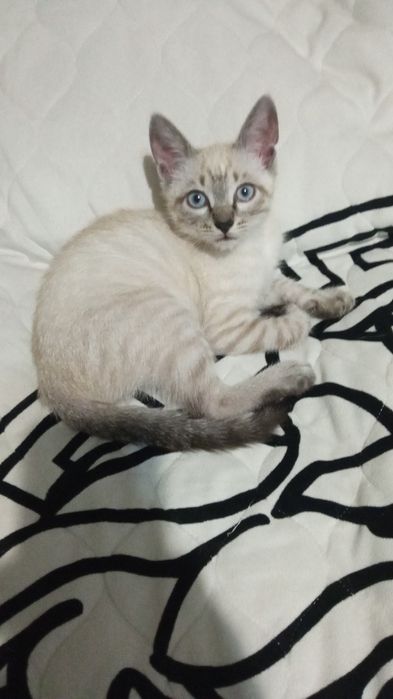 Продам красивого кота то